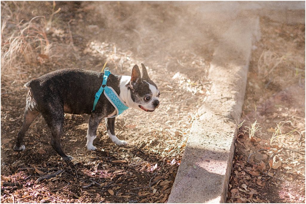 Boston terrier playing in dirt