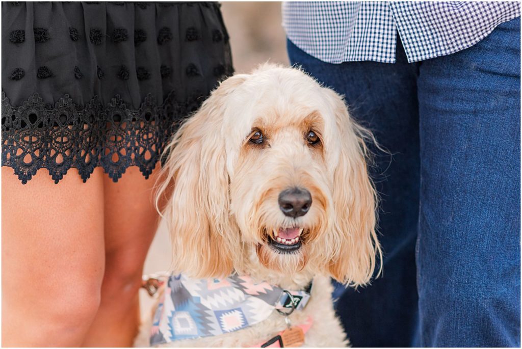 Irish doodle pet dog in engagement photos